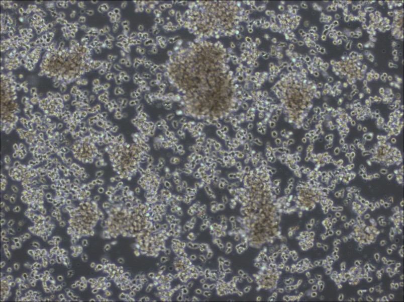 KHYG-1 Cell Complete MediumKHYG-1 Cell Complete Medium - 2