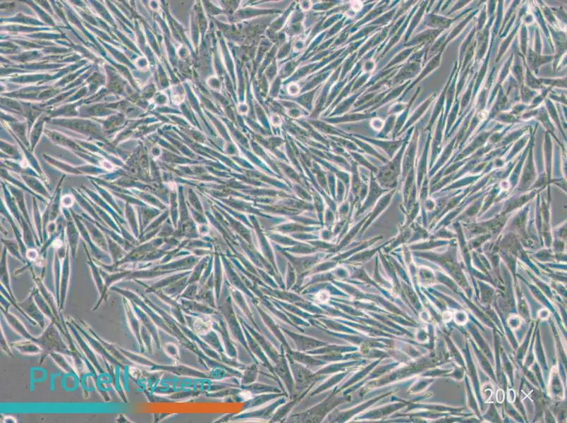 MEL270 Cell Complete Medium - 5