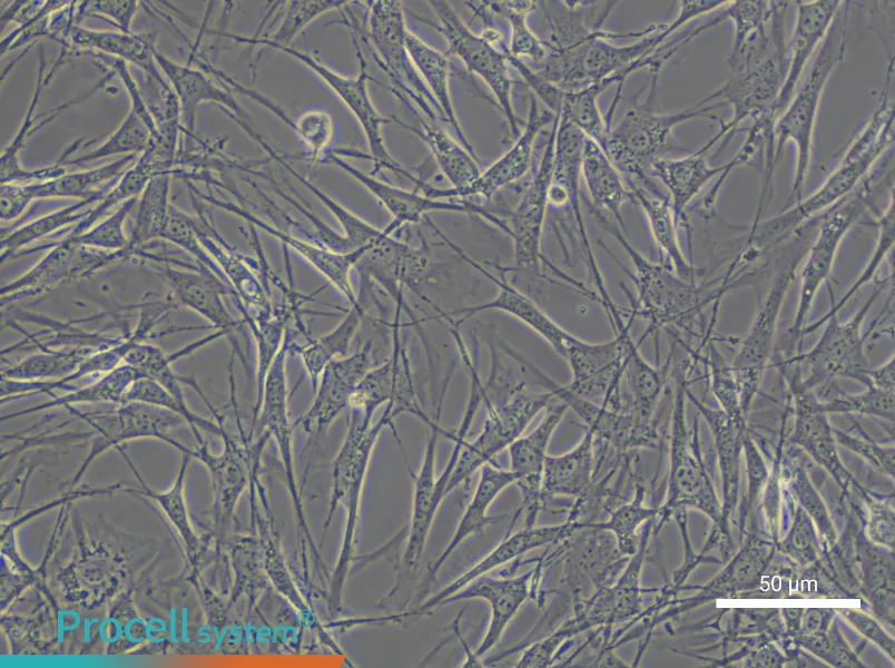 OP9 Cell Complete Medium - small - 6