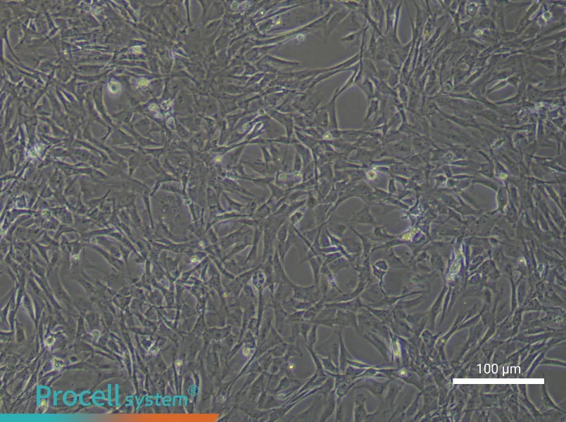Rat Adipose-Derived Stem Cell Complete Medium - 1