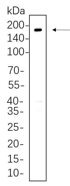 Recombinant ErbB-3 Monoclonal Antibody-searchlist-1