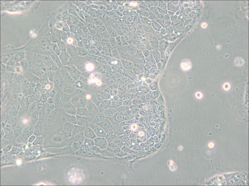 Capan-2 Cell Complete Medium - small - 6