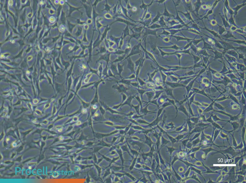 Rat Bone Marrow Mesenchymal Stem (Primary cell immortalization) Cell Complete Medium - 5