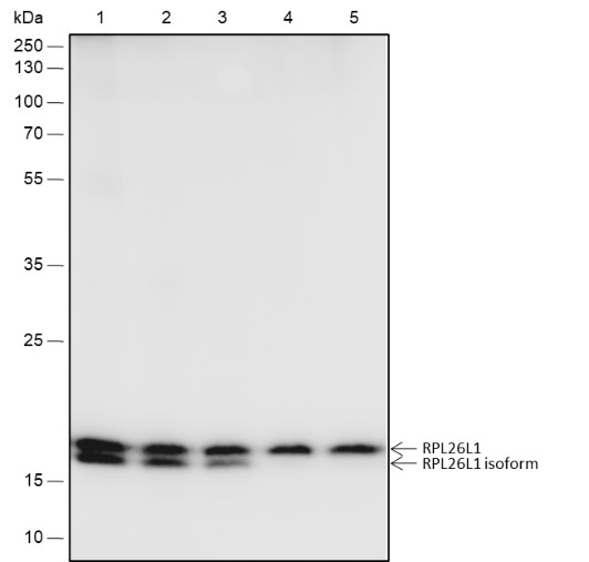 Recombinant RPL26L1 Monoclonal Antibody-searchlist-1