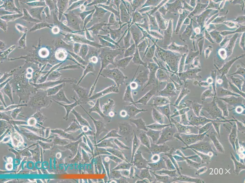 PC-3-RFP Cell Complete Medium - small - 7