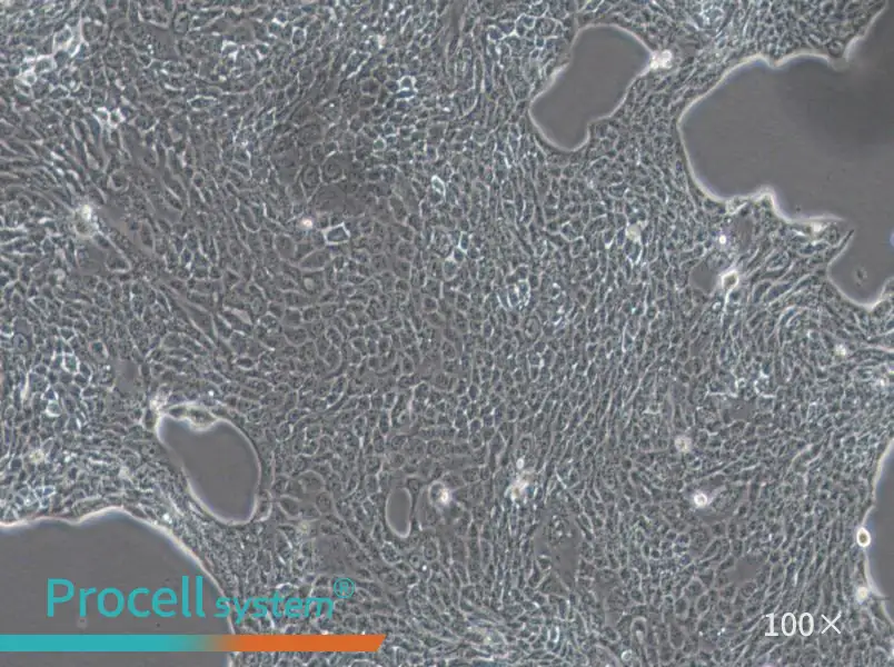 Calu-3 Cell Complete MediumCalu-3 Cell Complete Medium - 2
