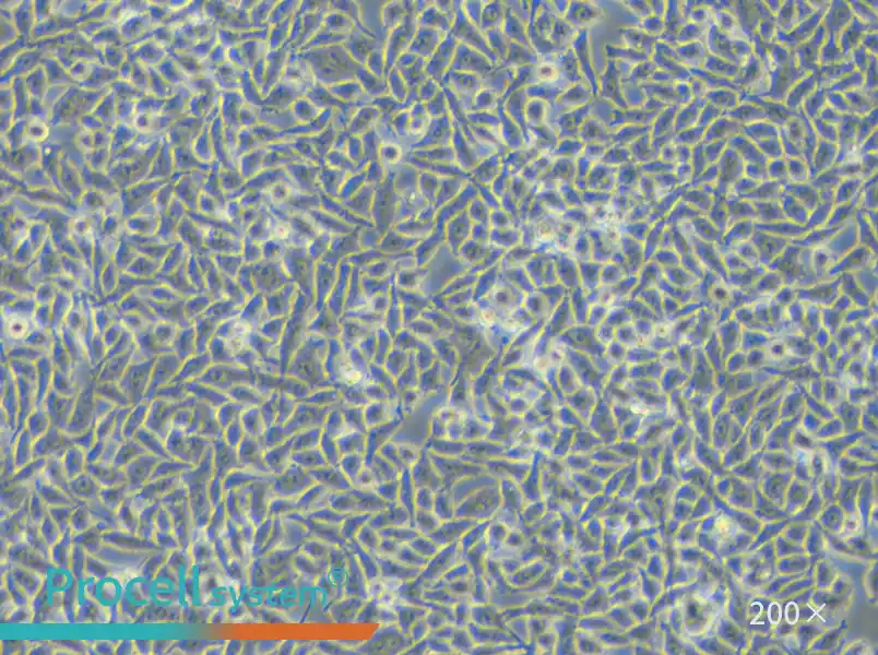 RKO Cell Complete Medium - small - 4