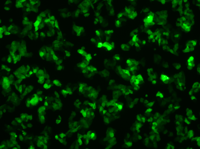 Hep G2-GFP Cell Complete Medium-searchlist-1