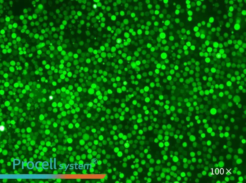 K-562-GFPK-562-GFP - 2