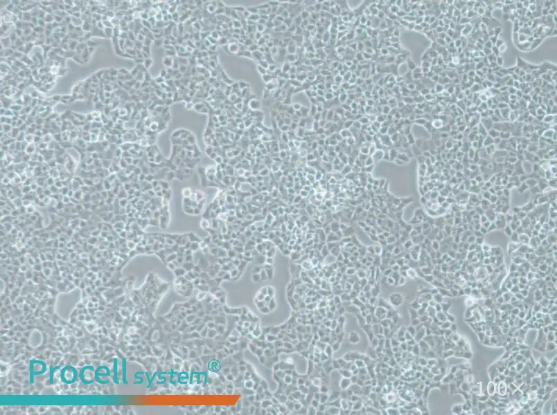 RPMI-2650 Cell Complete MediumRPMI-2650 Cell Complete Medium - 2