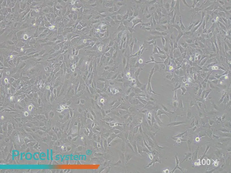 12Z Cell Complete Medium - 3