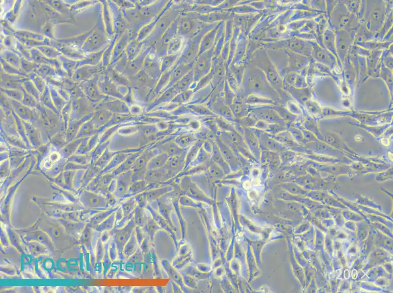PK-15 Cell Complete Medium - 5