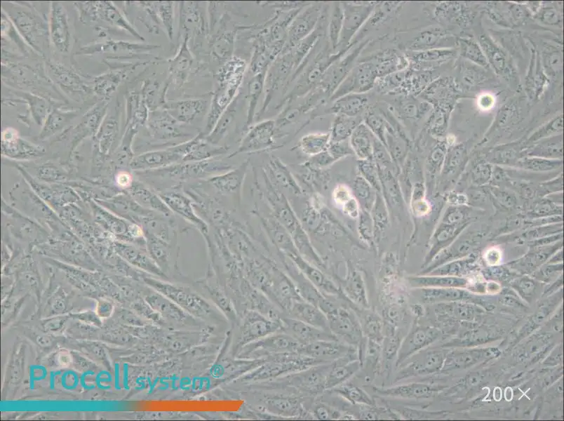 H9c2(2-1) Cell Complete Medium - small - 4