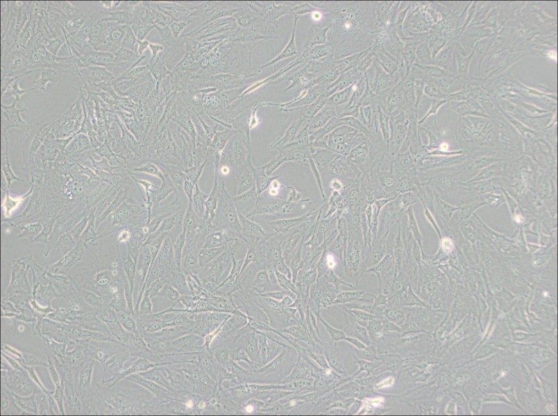 3T3-Swiss albino Cell Complete Medium-searchlist-1