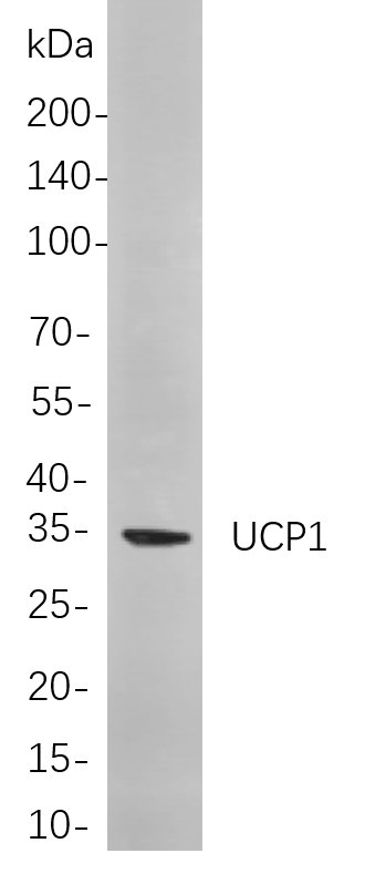 Recombinant UCP1 Monoclonal Antibody-searchlist-1