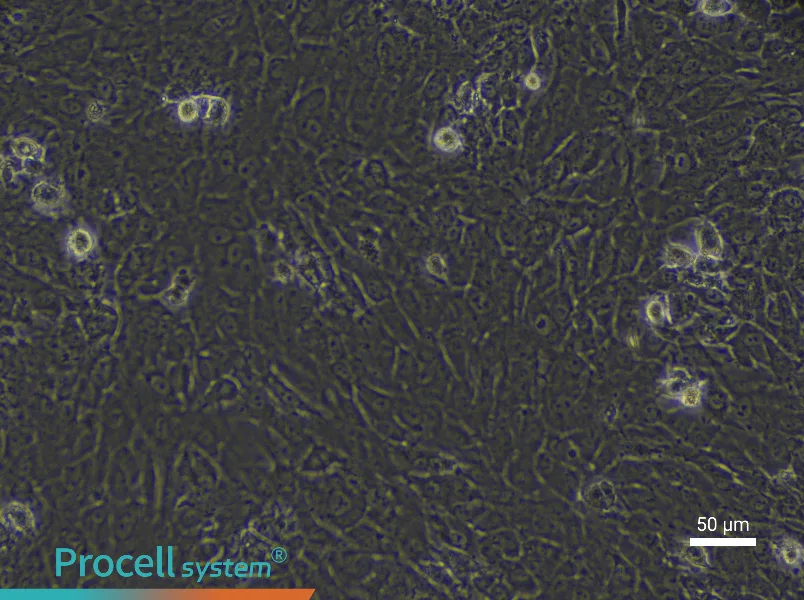 Rabbit Epiphyseal Chondrocyte Complete Medium - 4