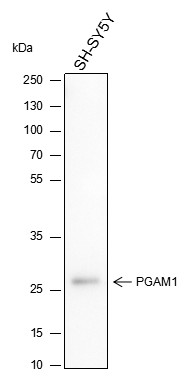 Recombinant PGAM1 Monoclonal Antibody - 2