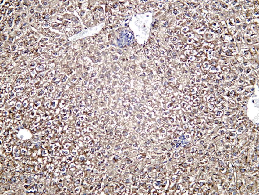 Recombinant Prothrombin Monoclonal Antibody - 2