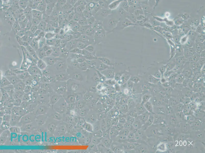 UM-SCC-1 Cell Complete Medium - 6