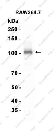Recombinant ApoER2 Monoclonal Antibody - 2