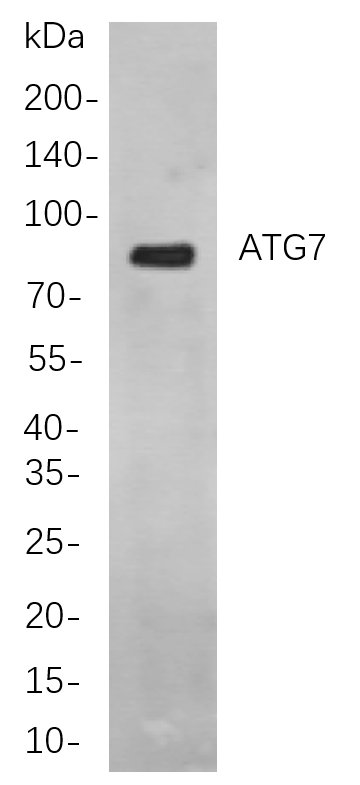 Recombinant ATG7 Monoclonal Antibody-searchlist-1