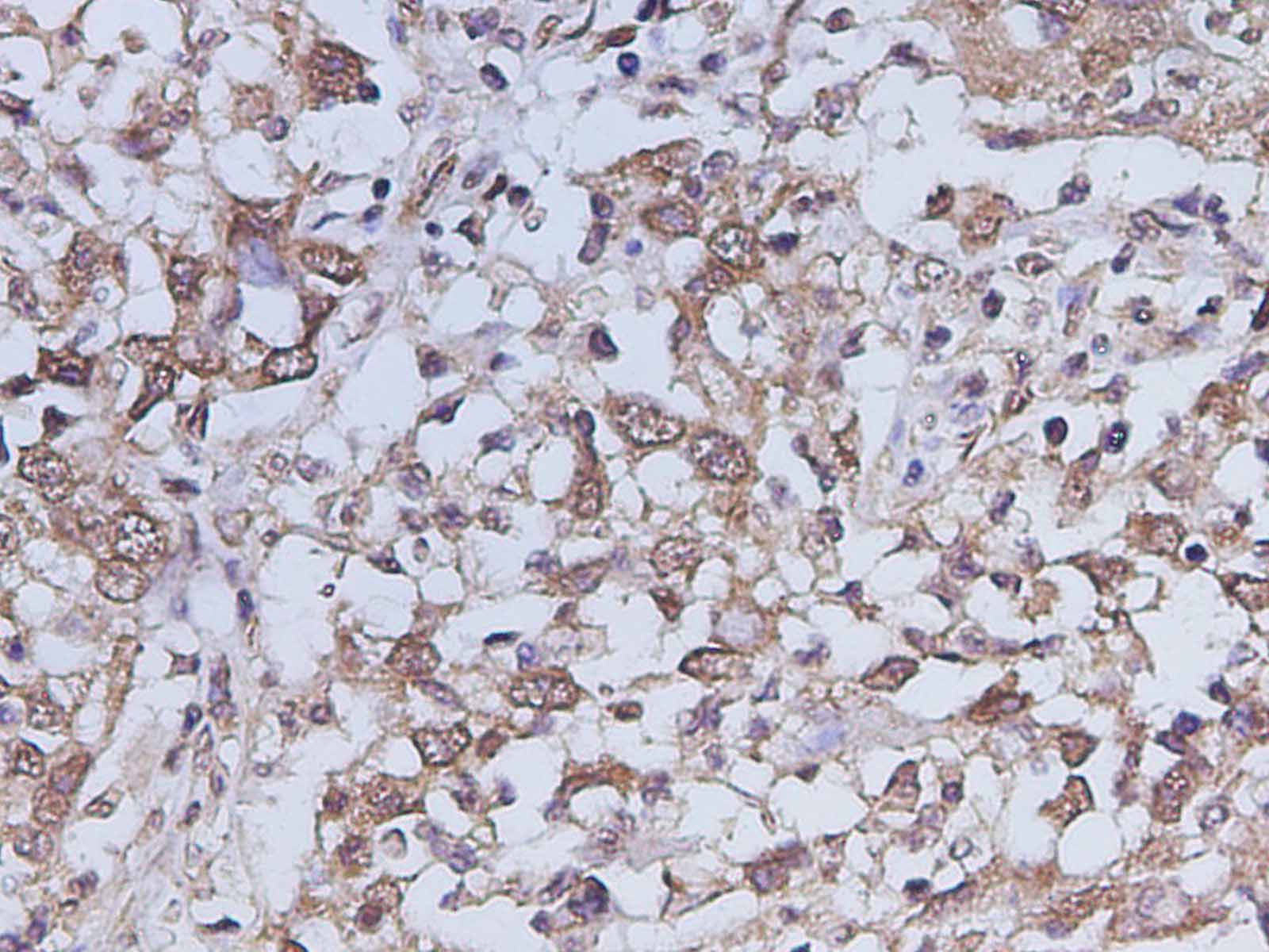 AF/LE Purified Anti-Human CD154 Antibody[24-31]-产品推荐-1