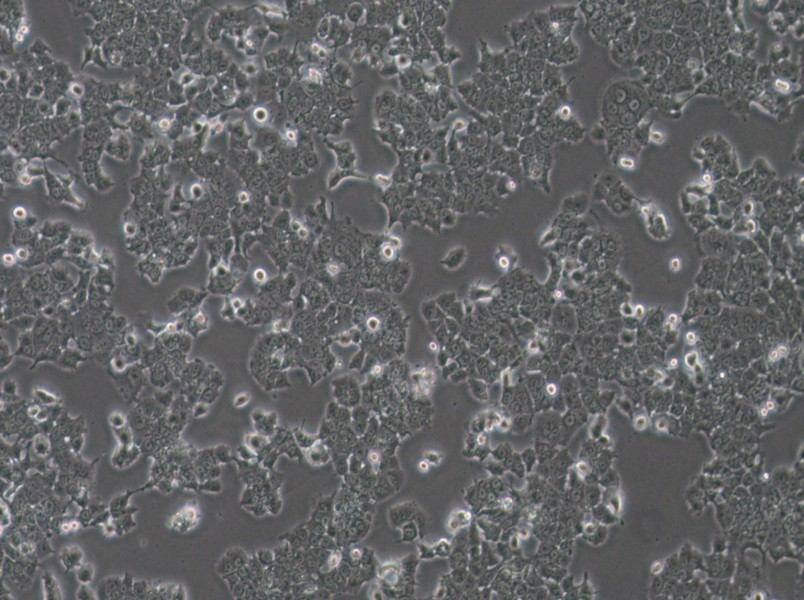 NCI-H1573 Cell Complete Medium - small - 2