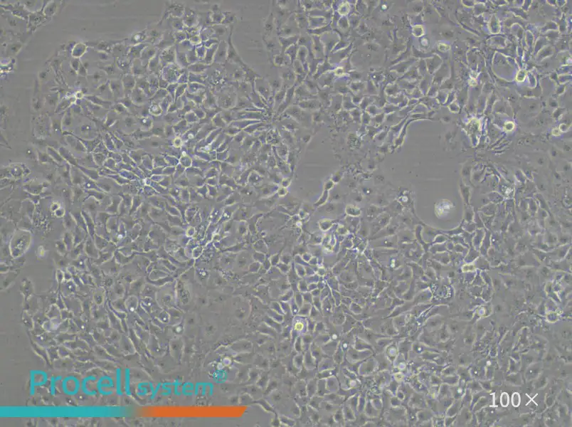 KNS-62 Cell Complete MediumKNS-62 Cell Complete Medium - 2