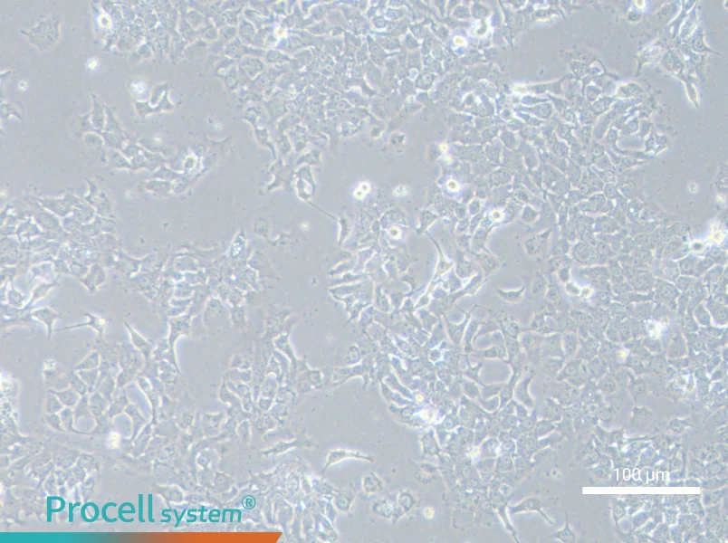 NCI-H2110NCI-H2110 - 3