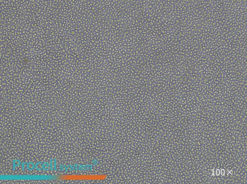 CCRF-CEM [CCRF CEM] Cell Complete Medium - 2