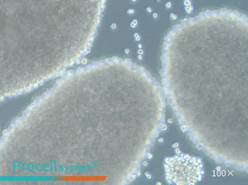HH [Human lymphoma] Cell Complete MediumHH [Human lymphoma] Cell Complete Medium - 3