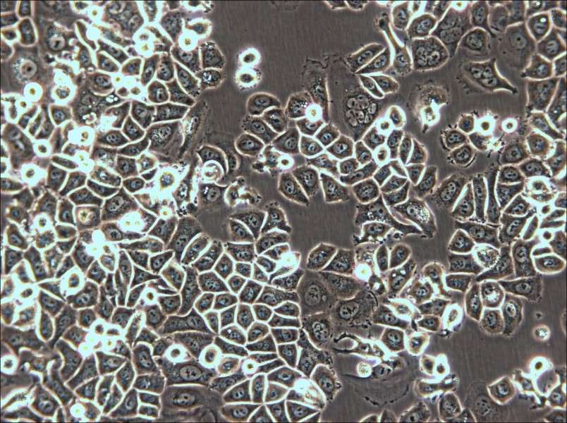 AU565 Cell Complete Medium - 5