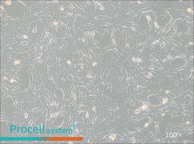 Panc02 Cell Complete Medium - 2