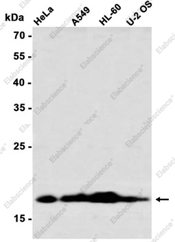 Recombinant Ubiquitin Conjugating Enzyme E2 L3 Monoclonal Antibody - 2