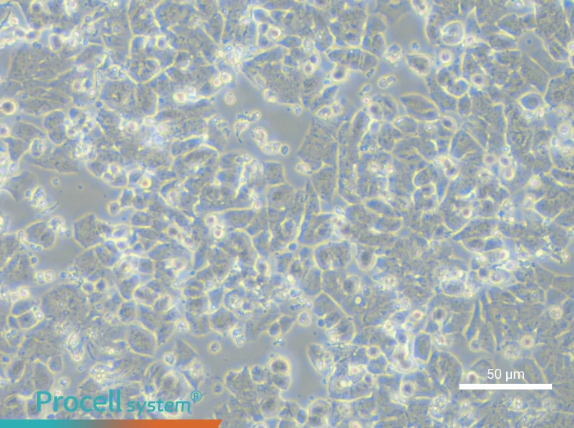 NCI-H1048NCI-H1048 - 5