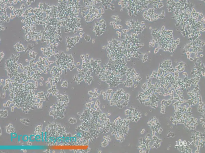 266-6 Cell Complete Medium - 6