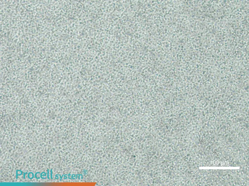 C1498-LUC Cell Complete Medium - 1