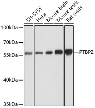 Western blot analysis of extracts of various cell lines using PTBP2 Polyclonal Antibody at dilution of 1:1000.