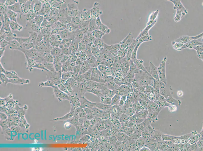 HBL-100 Cell Complete Medium - 6