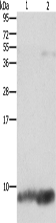 Western Blot analysis of Mouse brain and heart tissue using FXYD1 Polyclonal Antibody at dilution of 1:1290