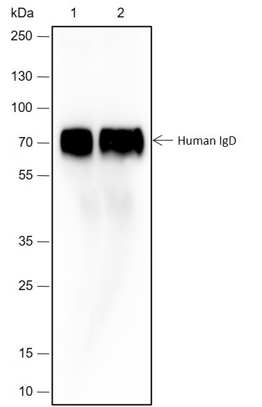 Recombinant Human IgD Monoclonal Antibody-searchlist-1