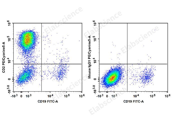 Human peripheral blood lymphocytes are stained with FITC Anti-human CD19 Antibody and PE/Cyanine5 Anti-Human CD2 Antibody[RPA-2.10] (Left). Lymphocytes are stained with FITC Anti-human CD19 Antibody and PE/Cyanine5 Mouse IgG1, κ Isotype Control (Right).