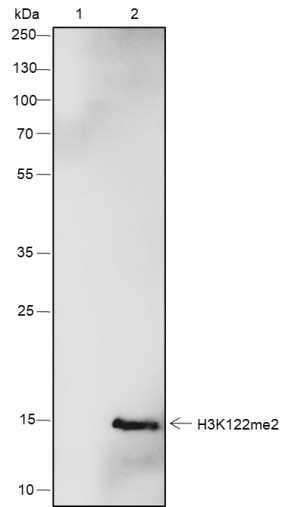 Recombinant Histone H3 (Di Methyl Lys122) Monoclonal Antibody - 3