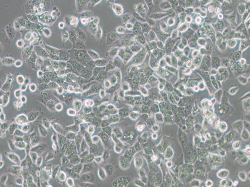 NPC/HK1 Cell Complete Medium - small - 6