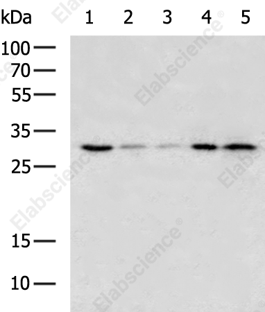 PCNA Polyclonal Antibody - 3