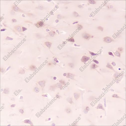 Recombinant HSP90 beta Monoclonal Antibody - 4