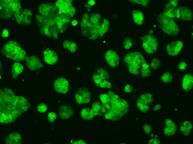 HT-29-GFP Cell Complete Medium - 2
