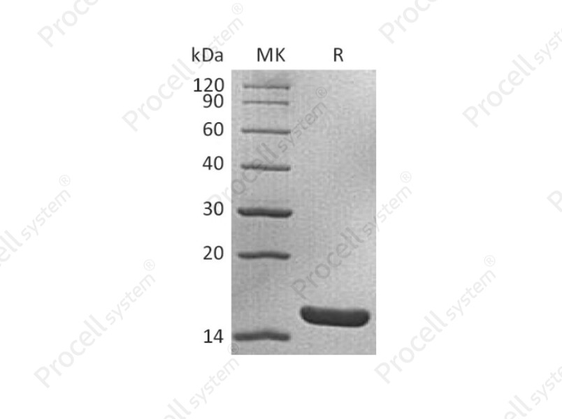 IL-1&alpha;/IL1F1, Mouse, Recombinant