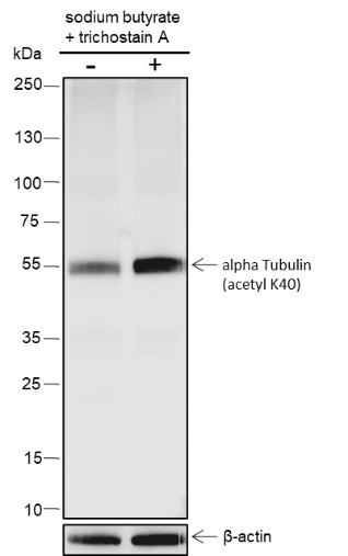 Recombinant alpha Tubulin (Acetyl K40) Monoclonal Antibody-searchlist-1