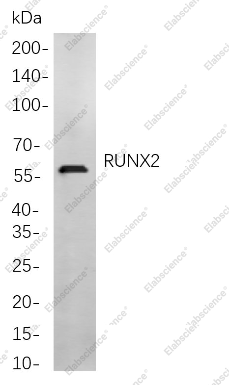 Recombinant RUNX2 Monoclonal Antibody - 1